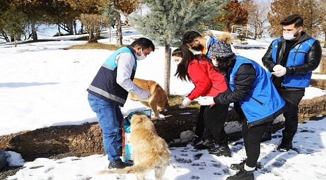 Battalgazi Belediyesi,Sokak Havanlarına Sahip Çıkmayı Sürdürüyor