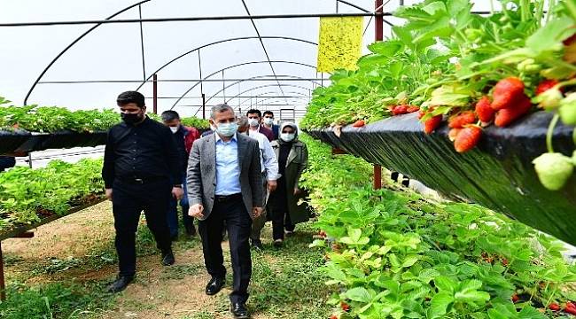 Yeşilyurt'ta Serada Çilek Yetiştiriciliği