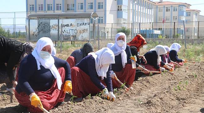 Ata Tohumları Ve Sebze Fidanları Toprakla Buluştu