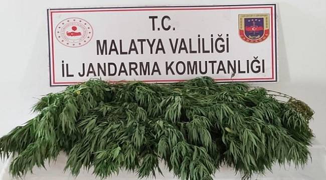 Malatya'da 400 Kök Hint Keneviri Ele geçirildi