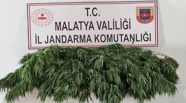 Malatya'da Kaçak Kenevire Geçit yok