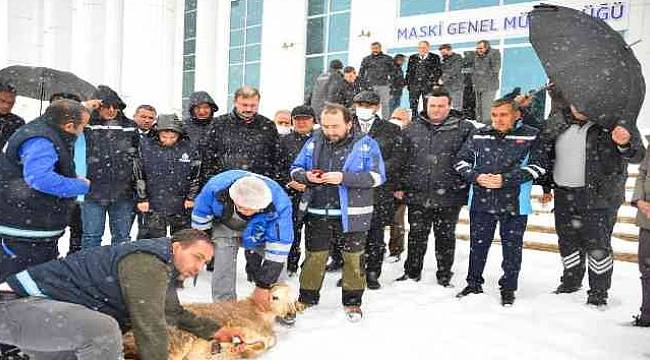 Malatya'da Kar yağışı İçin Kurban Kestiler