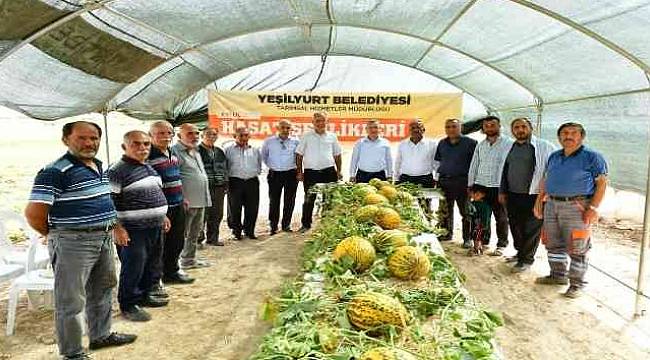 Başkan Çınar, Kavun Hasadına Katıldı