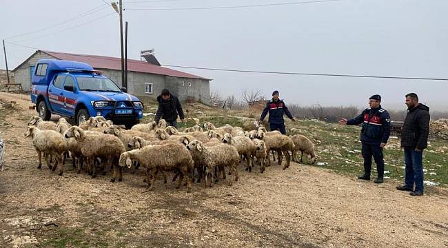 Kayıp Hayvanlar Dron İle Bulundu