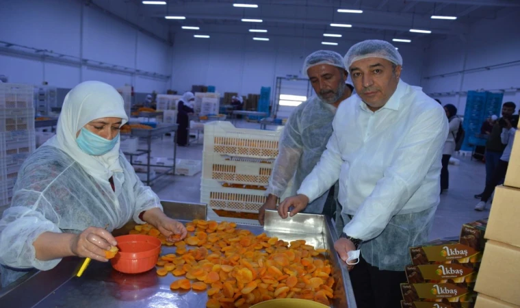 Özcan, Kayısı Titiz Bir Sürencin Ardından Sofralara Ulaşıyor