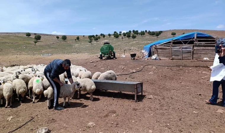 Malatya’da, Hayvan Yetiştiricilerinin Zor Şartlar Altındaki Mesaisi