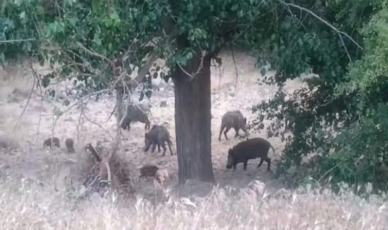 Malatya’da Domuz Sürüsü Köye indi