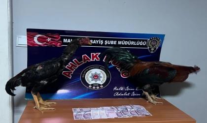 Malatya’da Horoz Dövüştürenlere Ceza Yağdı