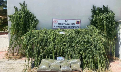 Malatya’da Esrar Operasyonu